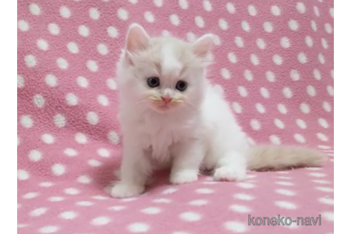 成約済の愛知県のスコティッシュフォールド-86129の4枚目